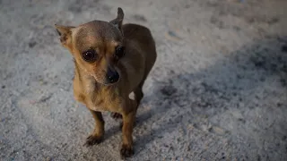 Chihuahua Safety Tip