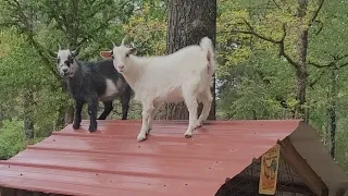 Kids on the roof!