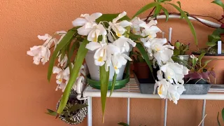 Целогина Кристата Coelogyne cristata