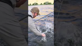 Summer Steelhead on the swing with Curtis Ciszek and Darcy Bacha #steelhead #flyfishing #shorts