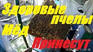 "Больные" пчелы со слов критиков пчеловодных - весной бурно и мощно развиваются.