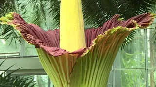 A corpse flower blooms for the first time in 12 years