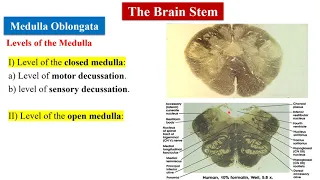 MED Level3 NEUII Brain Stem
