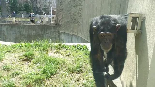 Lady 15 years old spring　MaruyamaZoo Chimpanzee 202104