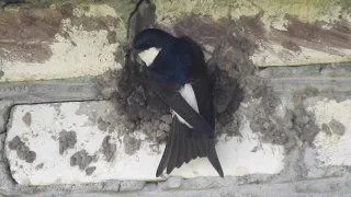 Common House Martin