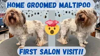 SHE NEVER TRUSTED GROOMERS!! | SHOULD YOU B@BY YOUR DOGS?!