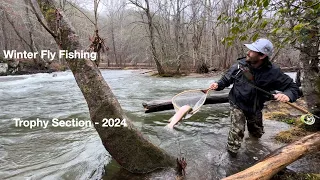 Fly Fishing for HUGE Trout - Trophy Section - Cherokee North Carolina - Winter Fly Fishing 2024