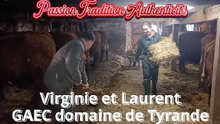 Travail à l'ancienne pour Virginie et Laurent, éleveurs de Salers au Domaine de Tyrande -Tauves (63)