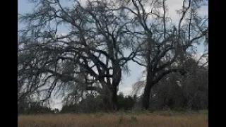 If These Trees Could Talk: The Oak Wilt Suppression Project