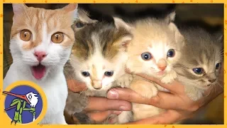 The cat Ryzhik appeared brothers and sisters. The cat gave birth to kittens in the attic