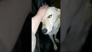 Собаки бояться грома