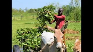 Using Water Hyacinth to make animal feeds.