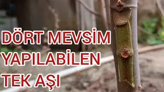 YILIN 12 AYI YAPILABİLEN TEK AŞI