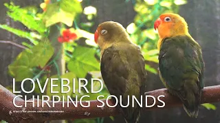 Lovebird Chirping Sounds - Two Lovebird Parblue - 4 Month Old Lovebird