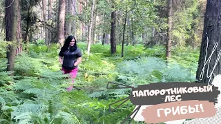 Интересный поход по грибы в папоротниковый лес.