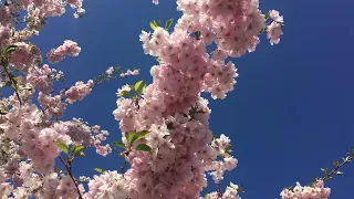 Sakura blossom in Riga, Victory Park/Latvia/4K walking tour/сакура в парке Победы/Рига, Латвия