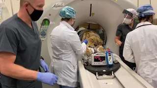 Lioness rescued from ‘Tiger King’ facility receives surgery at our veterinary hospital