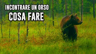 Incontrare un ORSO cosa fare e NON fare | MTBT