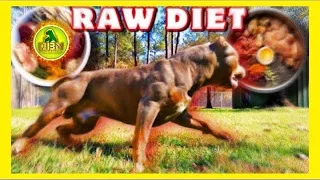 Build Muscle On Your Dogs With BARF Raw Diet | American Bully XL