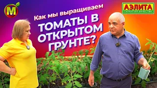 Как мы выращиваем ТОМАТЫ В ОТКРЫТОМ ГРУНТЕ?