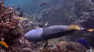 Titan Triggerfish Koh Tao