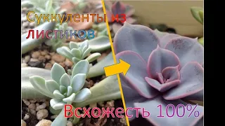 6 советов как выращивать СУККУЛЕНТЫ из ЛИСТИКОВ со 100% всхожестью