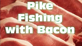 Pike Fishing with Bacon, Success or Fail