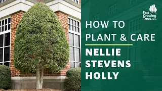 Nellie Stevens Holly | How to Plant & Care