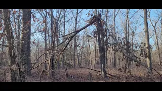 More Dogmen In The Pine Barrens