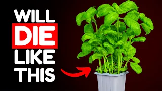 Stop Killing Your Store Bought Basil