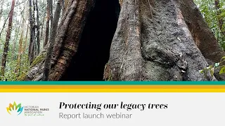 Protecting our legacy trees - Webinar