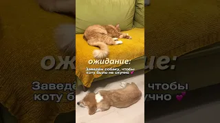 корги и кот 💕 дружат