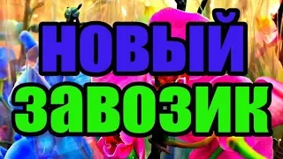 🌸Продажа орхидей по Украине. Отправка в любую точку.(завоз 20 сент. 19 г.) ЗАМЕЧТАТЕЛЬНЫЕ КРАСОТКИ