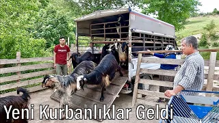 KURBANLIK NAKLİYESİ / Yeni Kurbanlıklar Geldi / 2024 Kurbanlık Fiyatları