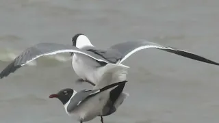 Laughing Gull Couple, Port Mahon DE. 5/12/24.