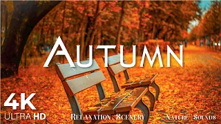 Enchanting Autumn Forests with Beautiful Piano Music🍁4K Autumn Ambience & Fall Foliage #2