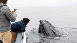 Incredible Whale Watching in Santa Barbara!