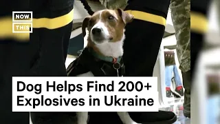 Bomb-Sniffing Dog Honored by Ukraine Pres. Zelenskyy 🏅