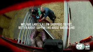 RSPCA  Assured - Animal abuse on nine farms!