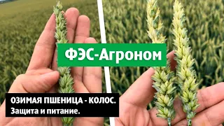 Озимая пшеница - колос. Защита и питание