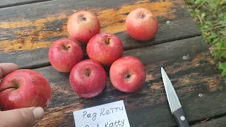 Новинки! Яблуні Одісо (apple Odisso) та Ред Кеті (apple Red Katty). Огляд та дегустація