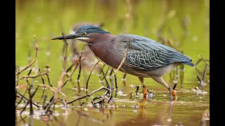 Herons in action with NIKKOR 180-600mm & Nikon Z9.