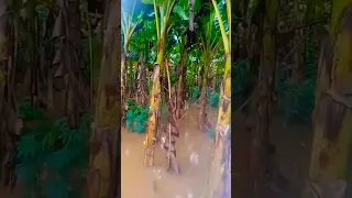 Shocking banana garden flood aftermath