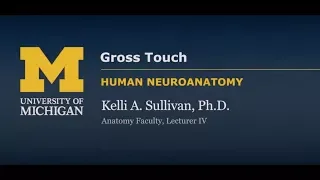 Nervous System: Sensory Systems - Gross Touch