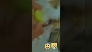 lemon 🍋 prank on my cat 🐈🐱 very very funniest cats vedeos 🤣😍##funny videos##