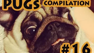 Funny Dogs but only Pug Videos - Pug Compilation 16 | instapugs - Funny Animals