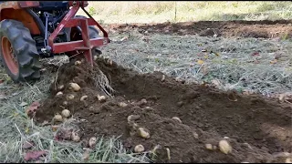 Plowing potatoes