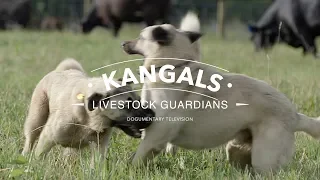 ALL ABOUT THE KANGAL DOG: THE FINEST GUARDIAN DOG