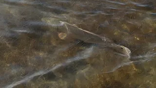 Where to Wade Fish on the Texas Coast