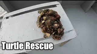 Rescue Sea Total Removing barnacles From Poor Sea Turtle | Animals Nature | komal tech